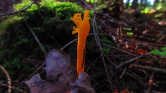 Calocera viscosa