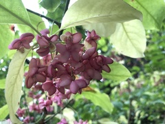 Euonymus atropurpureus