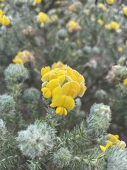 Aspalathus chenopoda