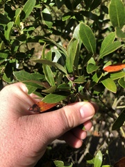 Ilex crenata