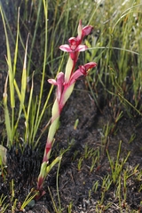 Disa ophrydea