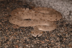 Crotalus cerastes laterorepens
