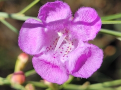 Agalinis purpurea