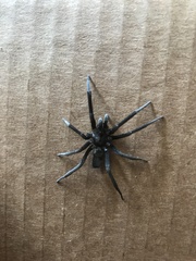 Kukulcania hibernalis