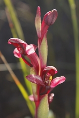 Disa ophrydea