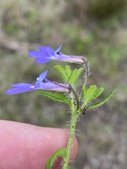Lobelia neglecta