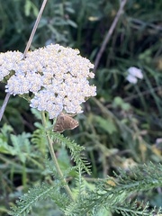 Loxostege sticticalis