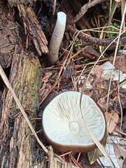 Pluteus