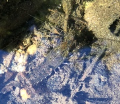 Faxonius virilis