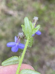 Lobelia neglecta