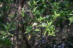 Solanum bonariense