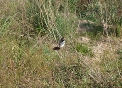 Alectrurus risora