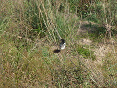 Alectrurus risora