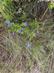 Lobelia neglecta