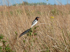 Alectrurus risora