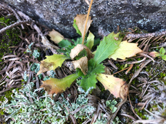 Micranthes ferruginea