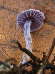 Cortinarius bibulus
