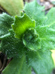 Micranthes ferruginea