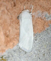 Leucocnemis nivalis