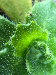 Micranthes ferruginea