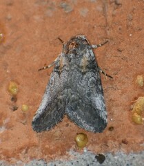 Aleptina inca