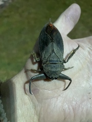 Lethocerus americanus