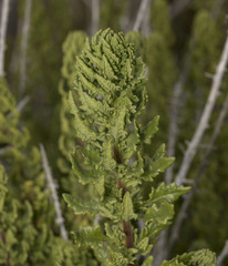 Ophryosporus triangularis