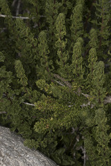 Ophryosporus triangularis