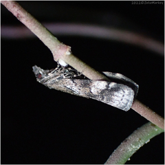 Acrobasis tricolorella