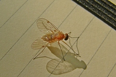 Rhagionidae