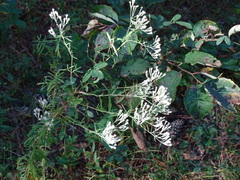 Eupatorium hyssopifolium