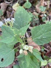 Schizomyia eupatoriflorae
