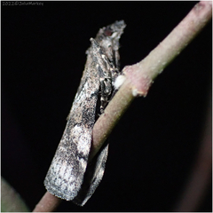 Acrobasis tricolorella