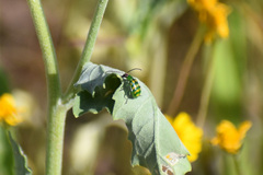 Diabrotica balteata
