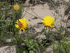 Berkheya barbata
