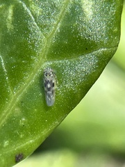 Macrosteles