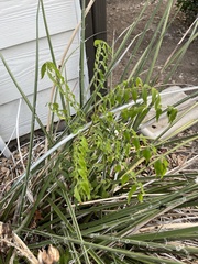 Azadirachta indica