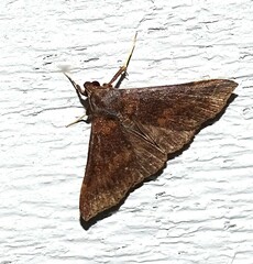 Renia discoloralis