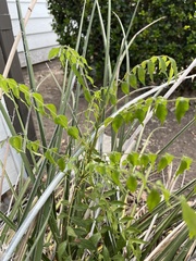 Azadirachta indica