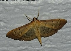 Herpetogramma bipunctalis