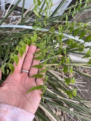 Azadirachta indica