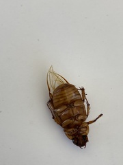 Cyclocephala lurida