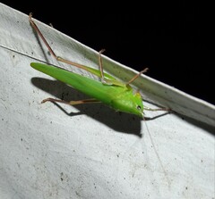 Neoconocephalus triops