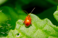 Sphaeroderma testaceum