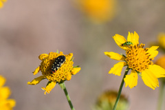 Acmaeodera disjuncta