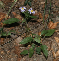 Symphyotrichum anomalum