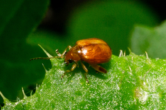 Sphaeroderma testaceum