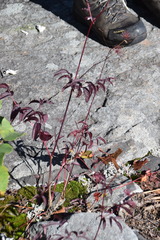 Aralia hispida