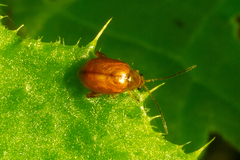 Sphaeroderma testaceum