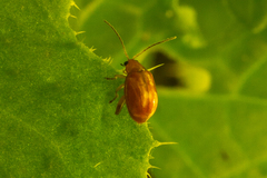 Sphaeroderma testaceum